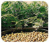 korijandar korijandar