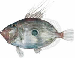 John Dory John Dory