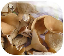 martinčice martinčice