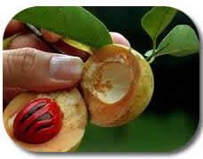 Muškatni oraščić