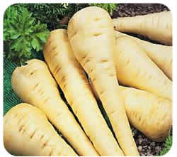 parsnip parsnip