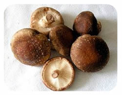 shiitake gljive shiitake gljive