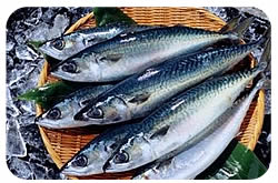 mackerel