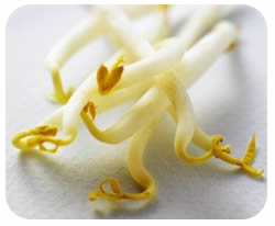 Soya sprouts