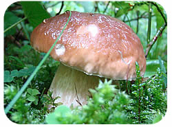 Boletus edulis Boletus edulis